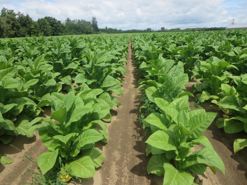 CB655826-1855-4080-9F32-E28F4F88C03D