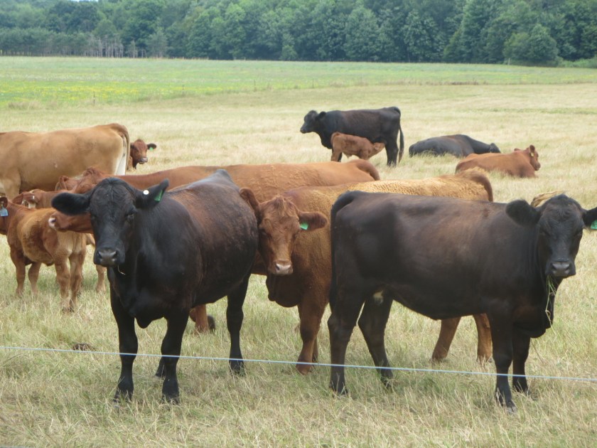 F5E4A309-AA52-45D3-8AB8-68F30E8B4BE1