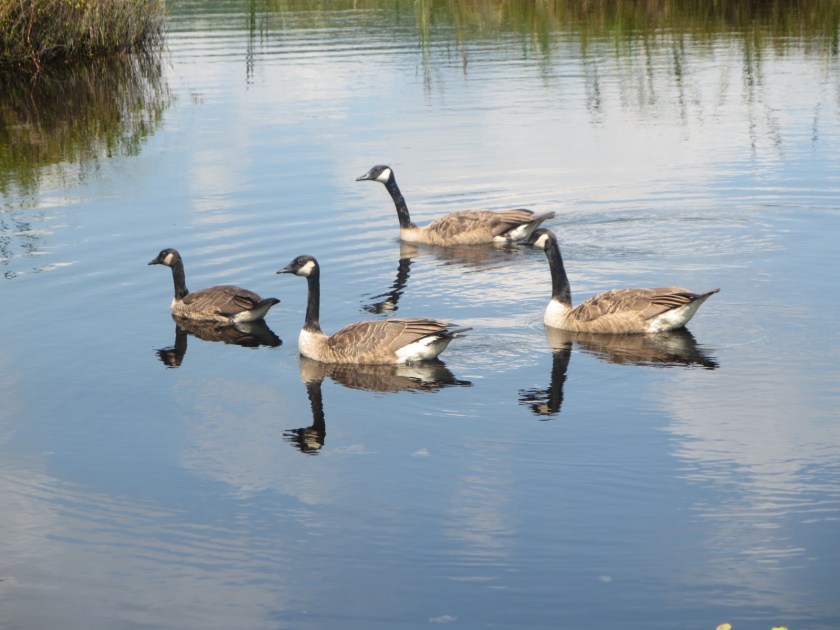 D12AF3DD-3CFD-468D-88B0-78CFC04D7245